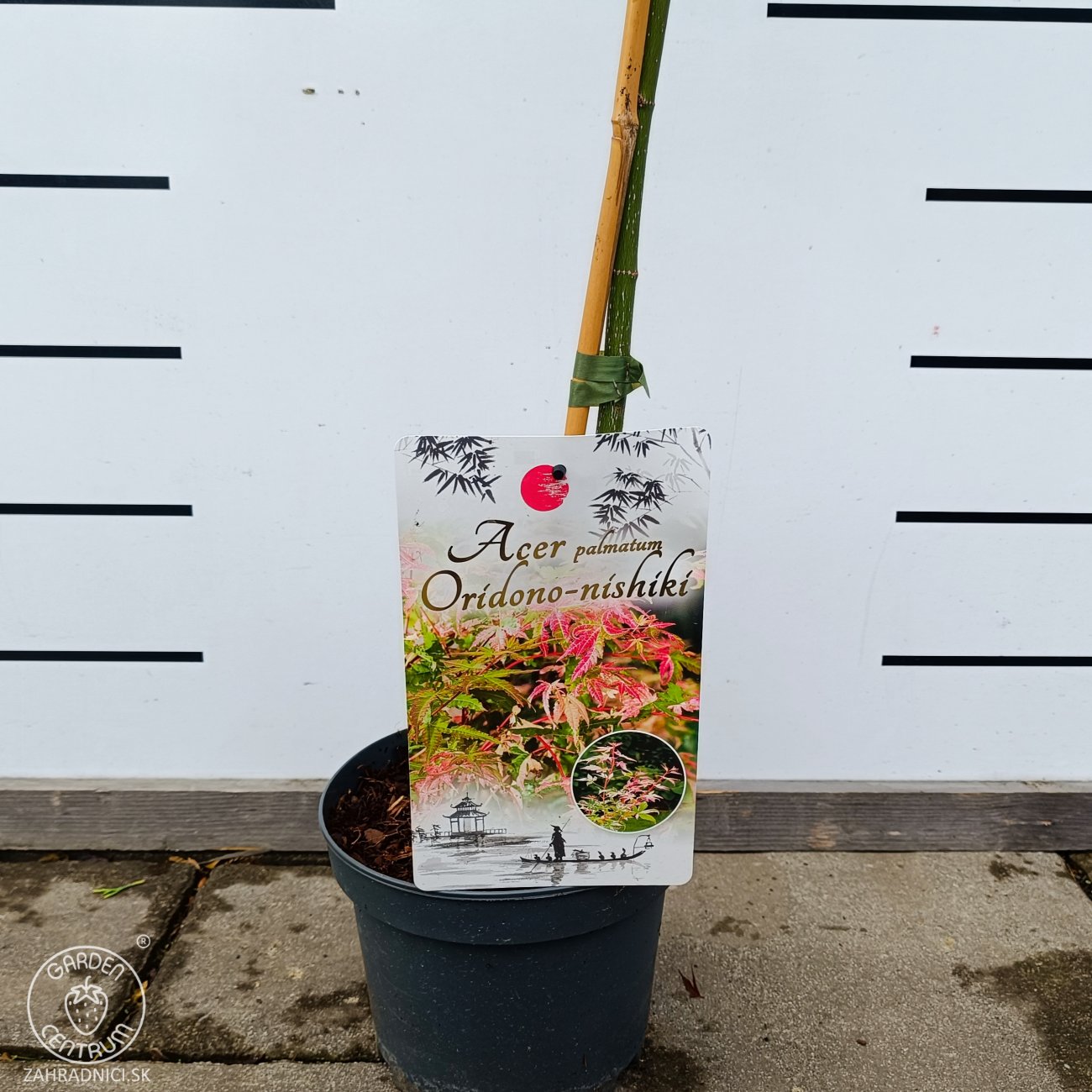 Obrázok Javor dlaňolistý (Acer palmatum) 'Oridono Nishiki' - výška 110-120 cm, kont. C4L - NA KMIENKU 